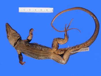 Media type: image; Herpetology R-46040